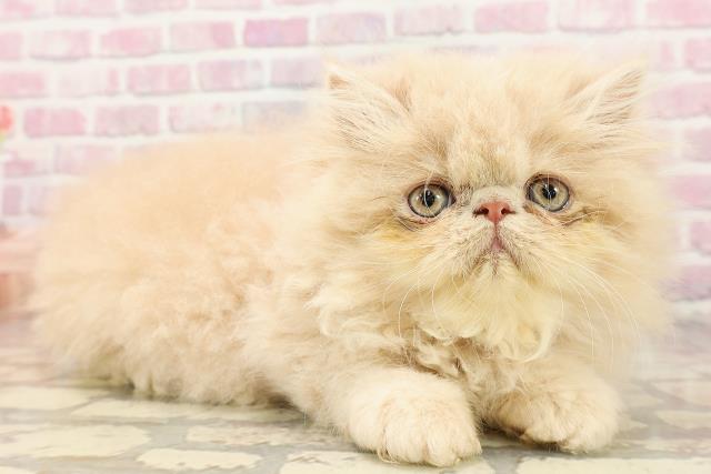埼玉県のエキゾチック (Coo&RIKUアニマルケアセンター大宮/2025年6月24日生まれ/男の子/クリーム)の子猫の3枚目の画像