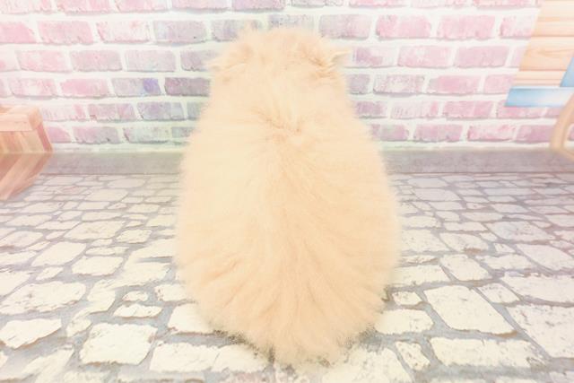 埼玉県のエキゾチック (Coo&RIKUアニマルケアセンター大宮/2025年6月24日生まれ/男の子/クリーム)の子猫の4枚目の画像