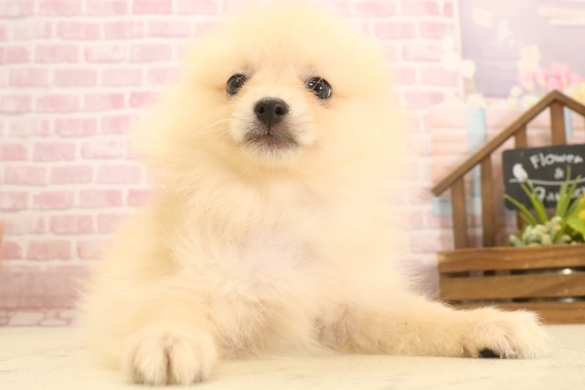 高知県のポメラニアン (Coo&RIKU高知御座店/2025年6月27日生まれ/男の子/クリーム)の子犬の1枚目の画像