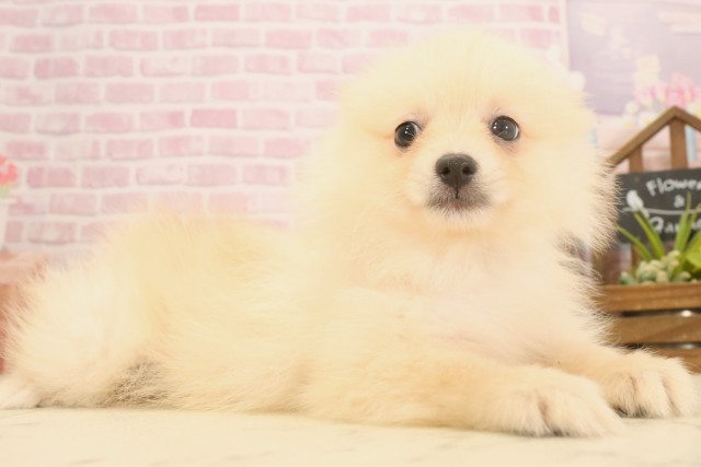 高知県のポメラニアン (Coo&RIKU高知御座店/2025年6月27日生まれ/男の子/クリーム)の子犬の2枚目の画像