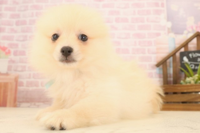 高知県のポメラニアン (Coo&RIKU高知御座店/2025年6月27日生まれ/男の子/クリーム)の子犬の3枚目の画像