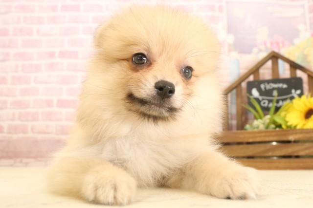 高知県のポメラニアン (Coo&RIKUのいち店/2025年6月27日生まれ/女の子/オレンジセーブル)の子犬の1枚目の画像