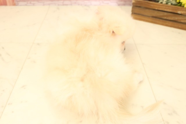 熊本県のポメラニアン (Coo&RIKUカリーノ菊陽店/2025年6月27日生まれ/女の子/クリーム)の子犬の4枚目の画像
