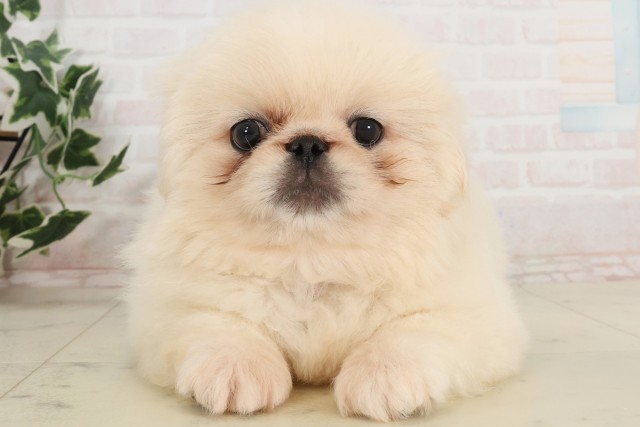 徳島県のペキニーズ (Coo&RIKU徳島店/2025年6月25日生まれ/男の子/ホワイト)の子犬