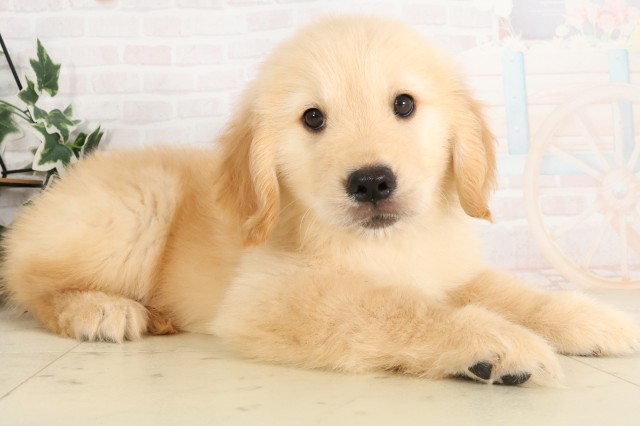 福岡県のゴールデンレトリバー (Coo&RIKU行橋店/2025年6月28日生まれ/男の子/ゴールデン)の子犬の2枚目の画像