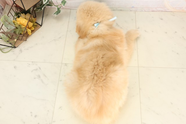 福岡県のゴールデンレトリバー (Coo&RIKU行橋店/2025年6月28日生まれ/男の子/ゴールデン)の子犬の4枚目の画像