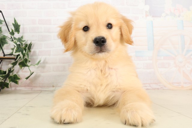 広島県のゴールデンレトリバー (Coo&RIKU東広島店/2025年6月28日生まれ/女の子/ゴールデン)の子犬の1枚目の画像