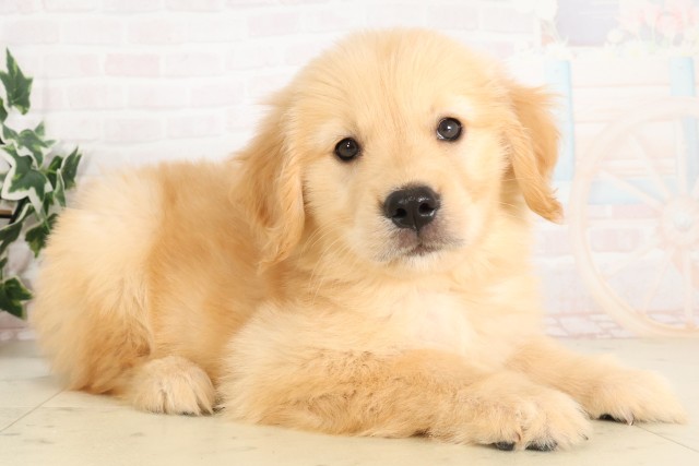 広島県のゴールデンレトリバー (Coo&RIKU東広島店/2025年6月28日生まれ/女の子/ゴールデン)の子犬の2枚目の画像