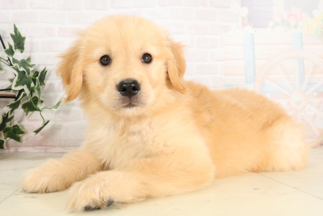 広島県のゴールデンレトリバー (Coo&RIKU東広島店/2025年6月28日生まれ/女の子/ゴールデン)の子犬の3枚目の画像