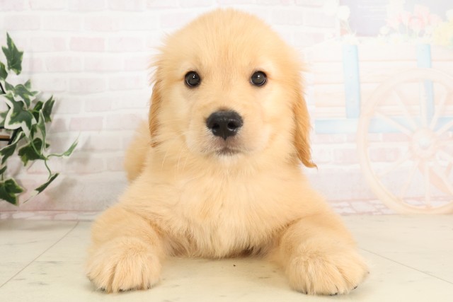 岡山県のゴールデンレトリバー (Coo&RIKU岡山店/2025年6月28日生まれ/女の子/ゴールデン)の子犬の1枚目の画像