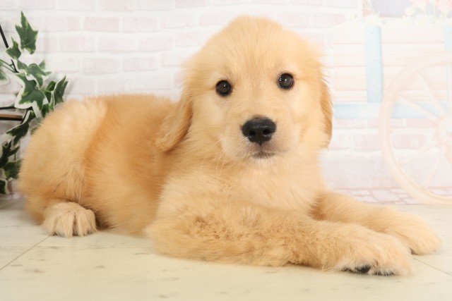 岡山県のゴールデンレトリバー (Coo&RIKU岡山店/2025年6月28日生まれ/女の子/ゴールデン)の子犬の2枚目の画像