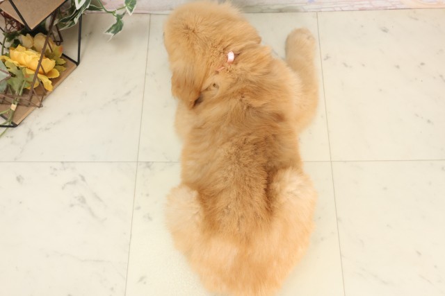 岡山県のゴールデンレトリバー (Coo&RIKU岡山店/2025年6月28日生まれ/女の子/ゴールデン)の子犬の4枚目の画像