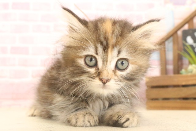 兵庫県のキンカロー (Coo&RIKU姫路店/2025年6月29日生まれ/女の子/ブラウンパッチドタビー)の子猫