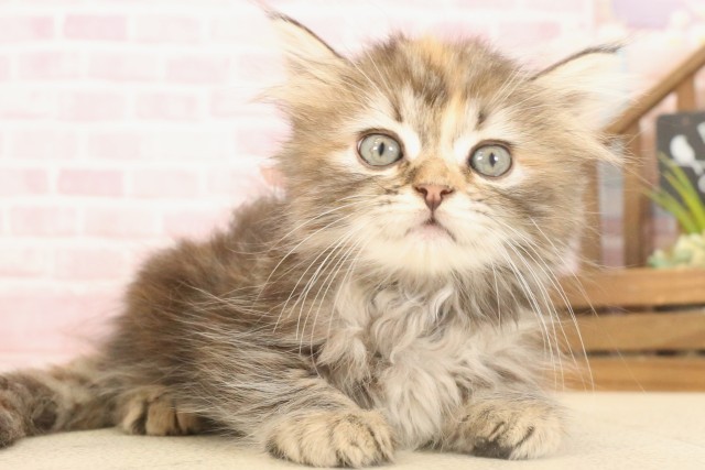 兵庫県のキンカロー (Coo&RIKU姫路店/2025年6月29日生まれ/女の子/ブラウンパッチドタビー)の子猫の2枚目の画像