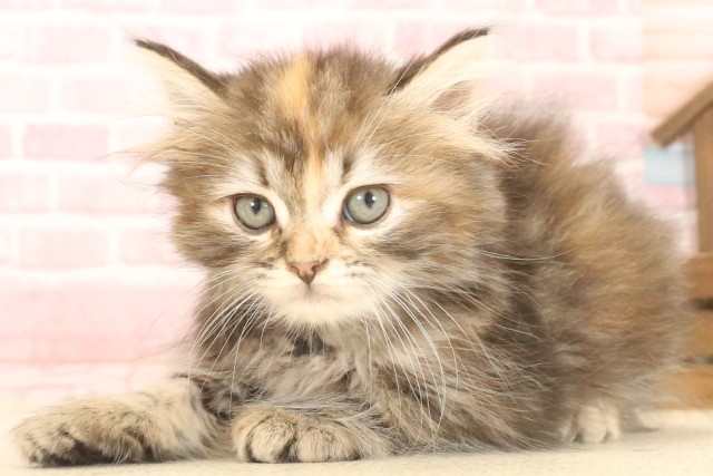 兵庫県のキンカロー (Coo&RIKU姫路店/2025年6月29日生まれ/女の子/ブラウンパッチドタビー)の子猫の3枚目の画像
