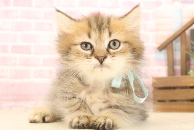 兵庫県のペルシャ (Coo&RIKU明石店/2025年6月26日生まれ/男の子/チンチラゴールデン)の子猫