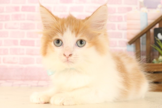 兵庫県のノルウェージャンフォレストキャット (Coo&RIKU姫路店/2025年6月22日生まれ/男の子/レッドタビーホワイト)の子猫の3枚目の画像