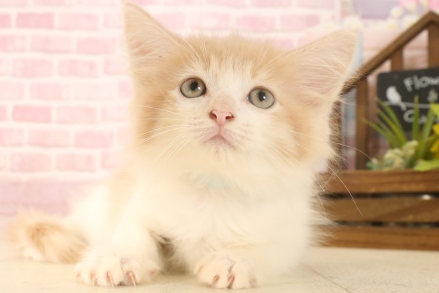 ノルウェージャン・フォレストキャット