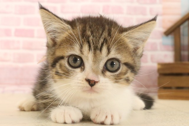 京都府のマンチカン (Coo&RIKU舞鶴店/2025年6月29日生まれ/女の子/ブラウンタビーホワイト)の子猫の1枚目の画像