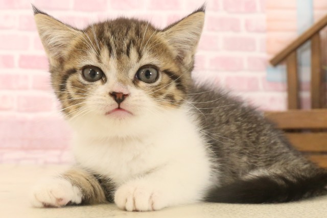 京都府のマンチカン (Coo&RIKU舞鶴店/2025年6月29日生まれ/女の子/ブラウンタビーホワイト)の子猫の3枚目の画像