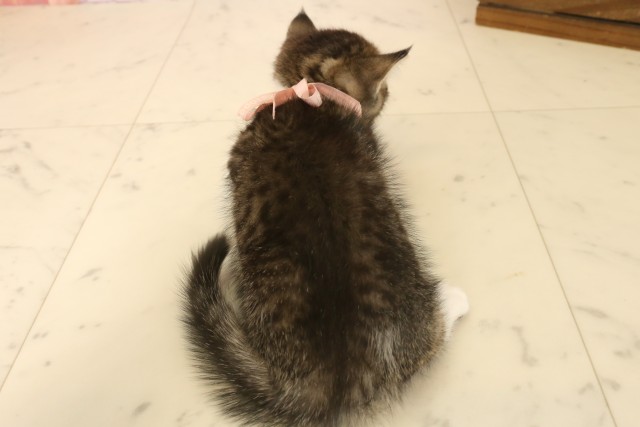 京都府のマンチカン (Coo&RIKU舞鶴店/2025年6月29日生まれ/女の子/ブラウンタビーホワイト)の子猫の4枚目の画像