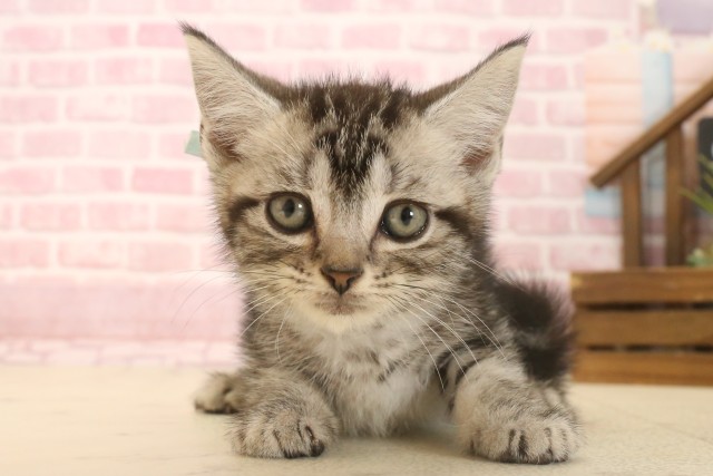兵庫県のアメリカンショートヘアー (Coo&RIKU明石店/2025年6月25日生まれ/男の子/シルバータビー)の子猫の1枚目の画像