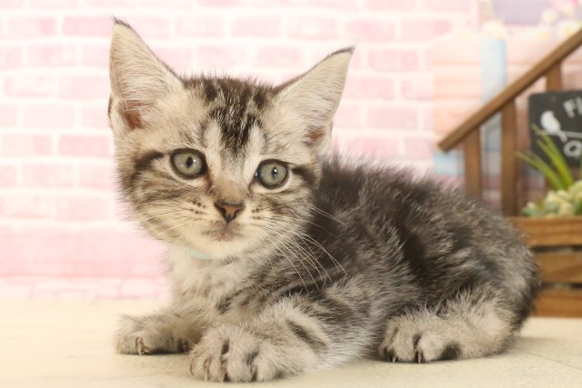 兵庫県のアメリカンショートヘアー (Coo&RIKU明石店/2025年6月25日生まれ/男の子/シルバータビー)の子猫の3枚目の画像