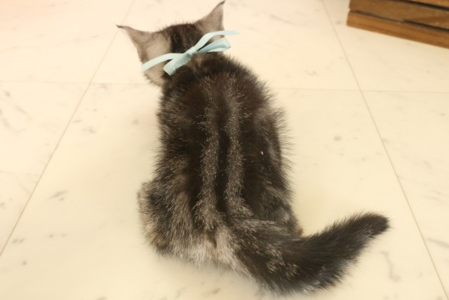 兵庫県のアメリカンショートヘアー (Coo&RIKU明石店/2025年6月25日生まれ/男の子/シルバータビー)の子猫の4枚目の画像