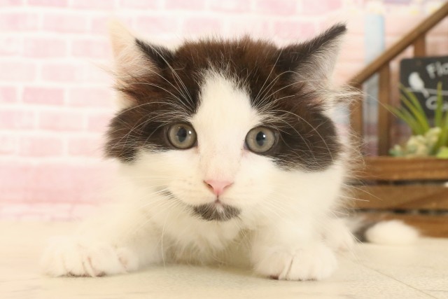 兵庫県のラガマフィン (Coo&RIKU神戸東灘店/2025年6月23日生まれ/男の子/ブラックホワイト)の子猫