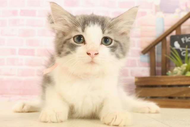 ノルウェージャン・フォレストキャット