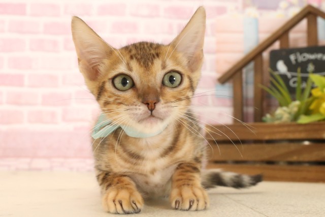 兵庫県のトイガー (Coo&RIKU三木店/2025年6月7日生まれ/男の子/ブラウンスポットタビー)の子猫