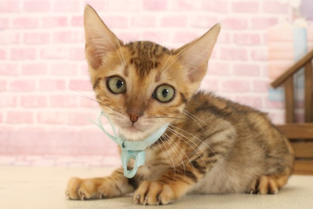 兵庫県のトイガー (Coo&RIKU三木店/2025年6月7日生まれ/男の子/ブラウンスポットタビー)の子猫の3枚目の画像