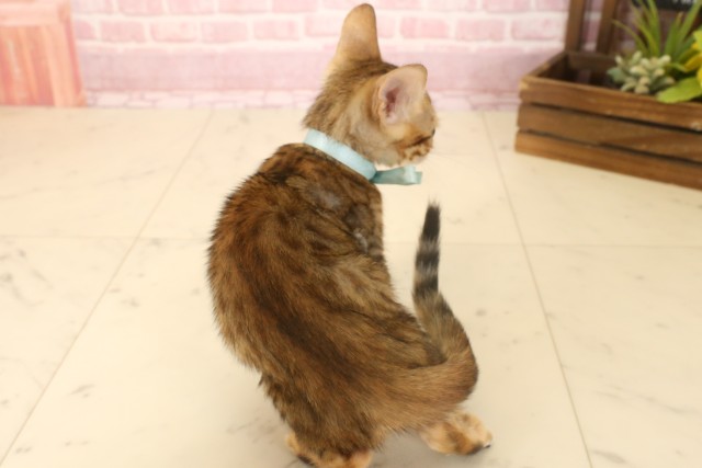 兵庫県のトイガー (Coo&RIKU三木店/2025年6月7日生まれ/男の子/ブラウンスポットタビー)の子猫の4枚目の画像