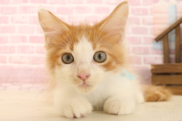 京都府のメインクーン (Coo&RIKU舞鶴店/2025年6月10日生まれ/男の子/レッドタビーホワイト)の子猫の1枚目の画像