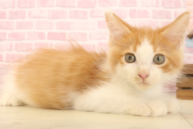 京都府のメインクーン (Coo&RIKU舞鶴店/2025年6月10日生まれ/男の子/レッドタビーホワイト)の子猫の2枚目の画像