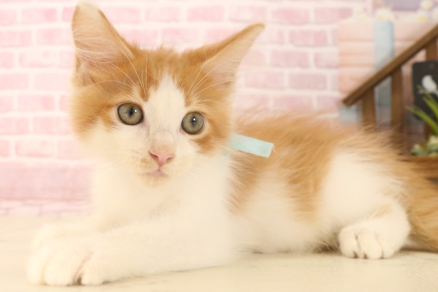 京都府のメインクーン (Coo&RIKU舞鶴店/2025年6月10日生まれ/男の子/レッドタビーホワイト)の子猫の3枚目の画像