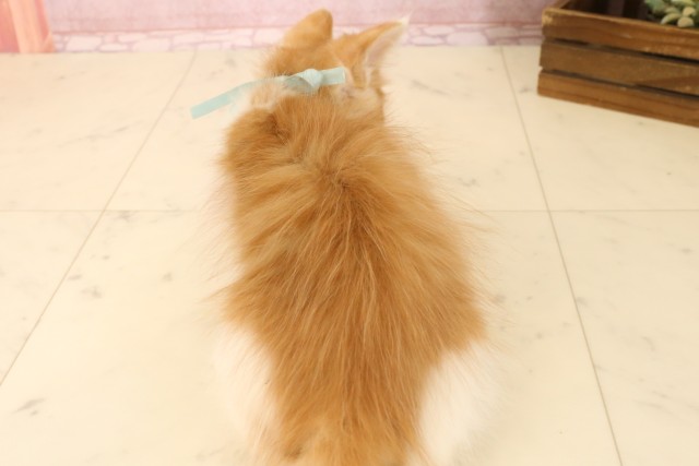 京都府のメインクーン (Coo&RIKU舞鶴店/2025年6月10日生まれ/男の子/レッドタビーホワイト)の子猫の4枚目の画像