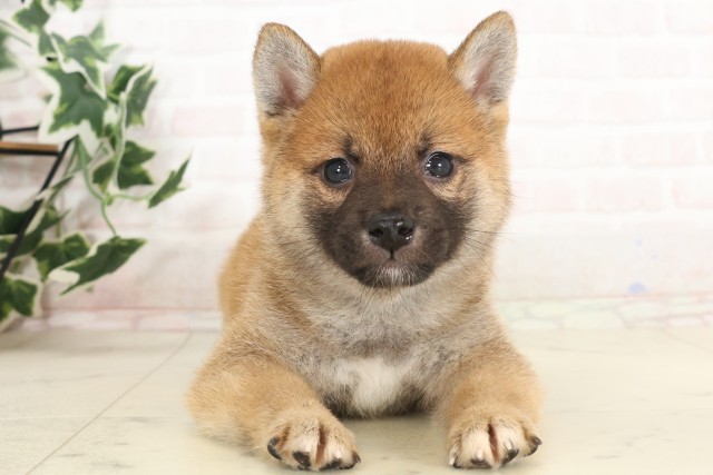 柴犬