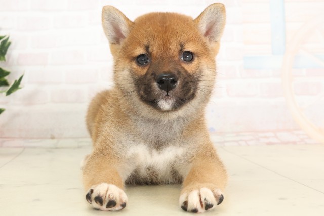 柴犬