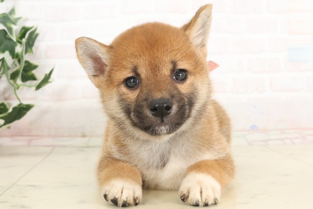 柴犬