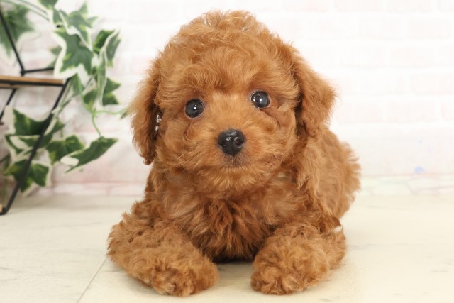 広島県のトイプードル(トイ) (Coo&RIKU東広島店/2025年6月26日生まれ/男の子/レッド)の子犬の1枚目の画像