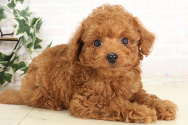 広島県のトイプードル(トイ) (Coo&RIKU東広島店/2025年6月26日生まれ/男の子/レッド)の子犬の2枚目の画像