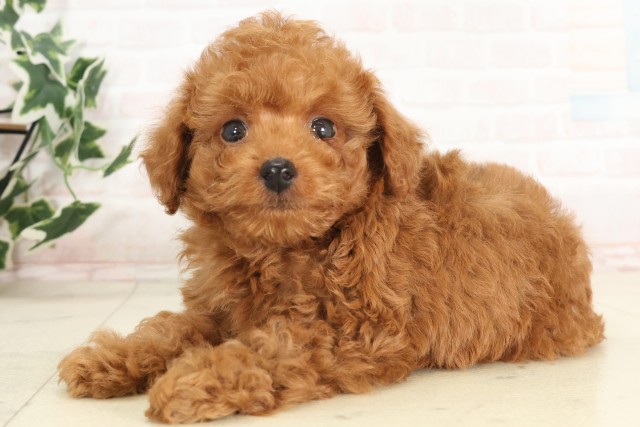 広島県のトイプードル(トイ) (Coo&RIKU東広島店/2025年6月26日生まれ/男の子/レッド)の子犬の3枚目の画像