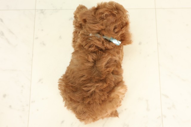 広島県のトイプードル(トイ) (Coo&RIKU東広島店/2025年6月26日生まれ/男の子/レッド)の子犬の4枚目の画像