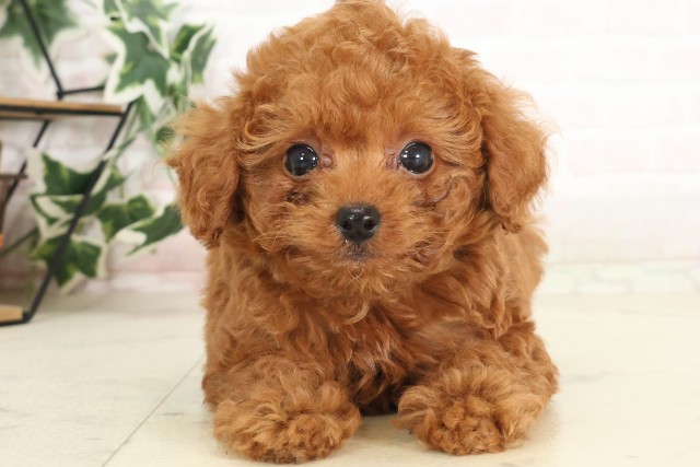 広島県のティーカッププードル (Coo&RIKU東広島店/2025年6月26日生まれ/女の子/レッド)の子犬の1枚目の画像
