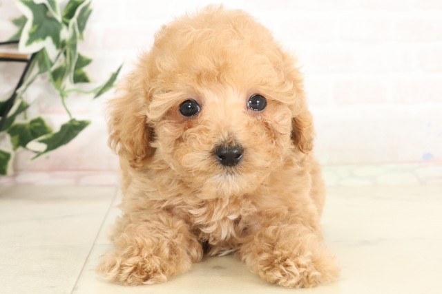 岡山県のティーカッププードル (Coo&RIKU岡山店/2025年6月28日生まれ/男の子/アプリコット)の子犬の1枚目の画像