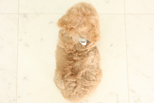 岡山県のティーカッププードル (Coo&RIKU岡山店/2025年6月28日生まれ/男の子/アプリコット)の子犬の4枚目の画像