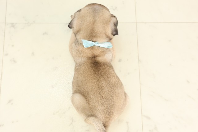 広島県のパグ (Coo&RIKUゆめタウン大竹店/2025年6月27日生まれ/男の子/フォーン)の子犬の4枚目の画像