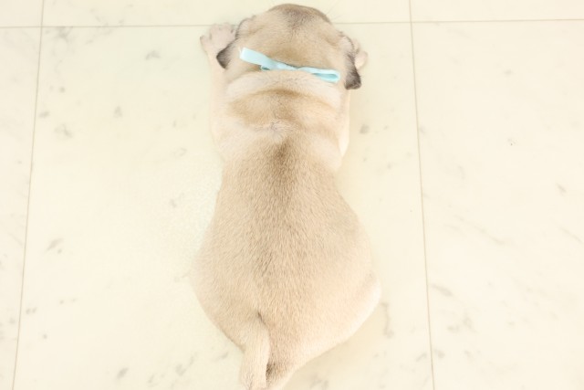 島根県のパグ (Coo&RIKU出雲店/2025年6月27日生まれ/男の子/フォーン)の子犬の4枚目の画像