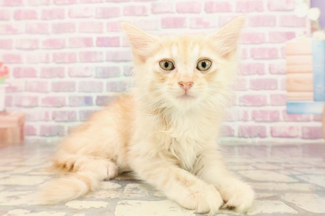 埼玉県のマンチカン (Coo&RIKUアニマルケアセンター大宮/2025年6月18日生まれ/男の子/レッドタビー)の子猫の3枚目の画像